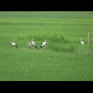 Klaffschnäbel in einem Reisfeld